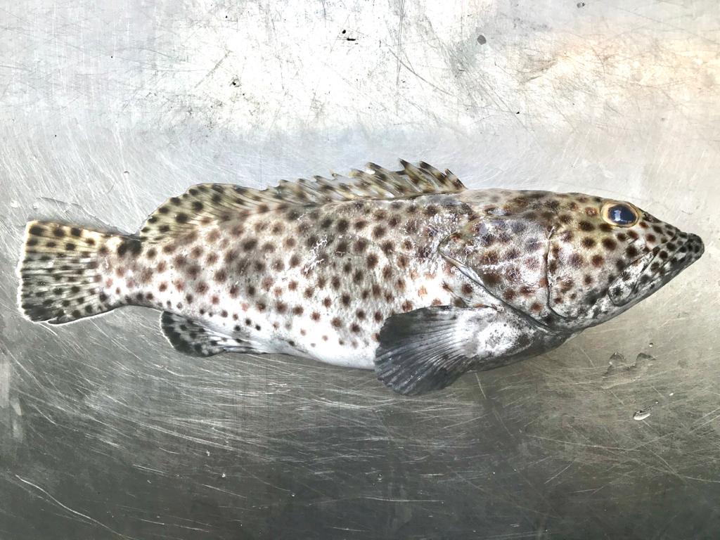 Greasy grouper